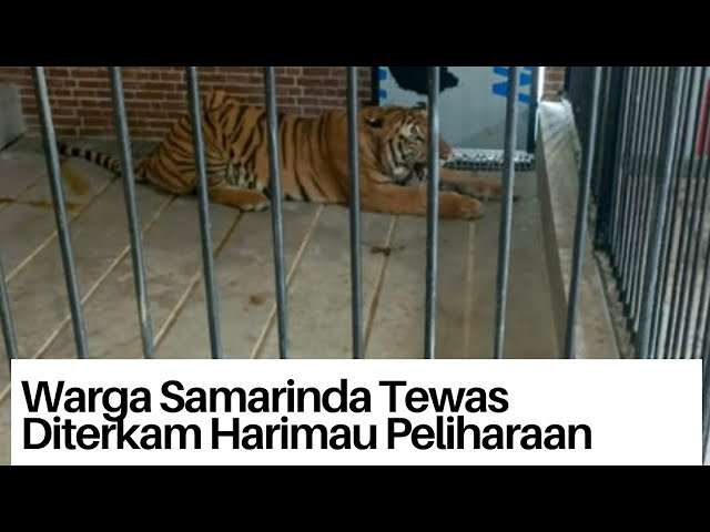 Harimau-Terkam-Penjaga-sampai-Tewas-di-Samarinda-