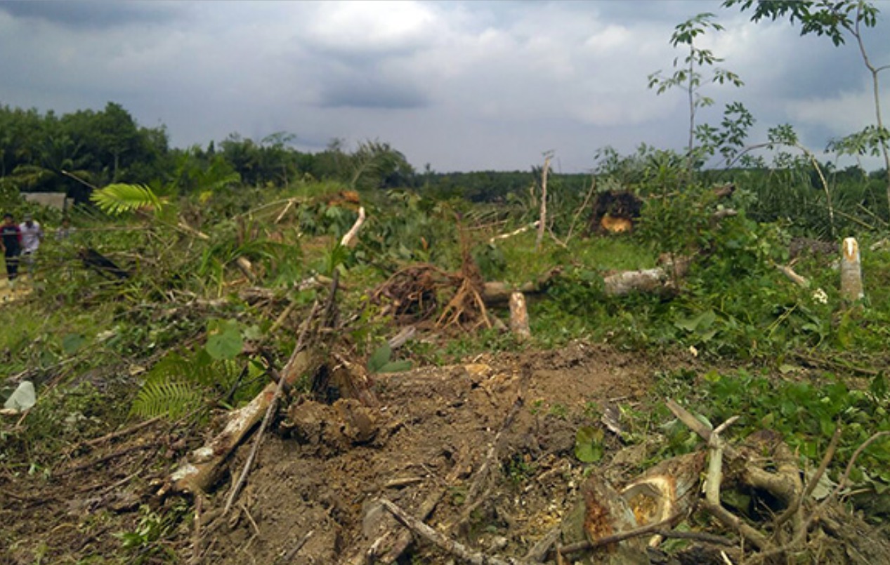 Ribuan Hektare Lahan Warga Jone Dipatok Satgas PKH, Masa Depan Mereka Terancam