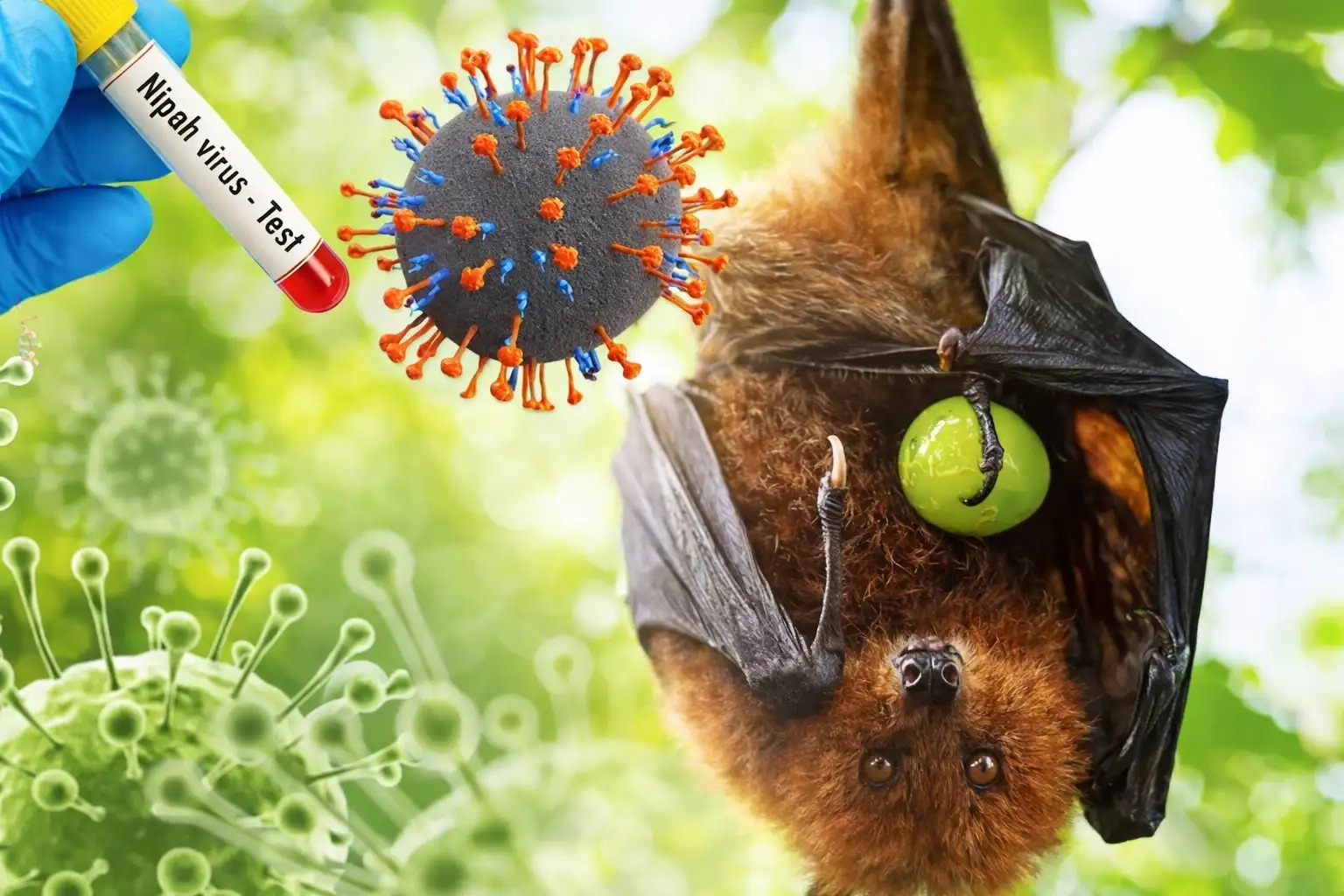 Cegah Risiko Virus Nipah