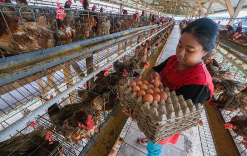 Paser Dipilih Jadi Kawasan Hilirisasi Ayam Petelur, Danantara Kucurkan Rp833 Miliar