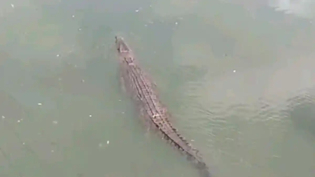 Buaya di Paser