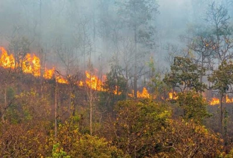 Kebakaran Hutan di Paser