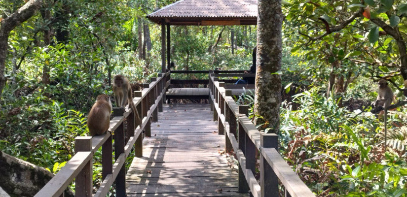 Ada Wisata Mangrove yang Dihuni Ratusan Monyet Cuma 45 Menit dari Tanah Grogot