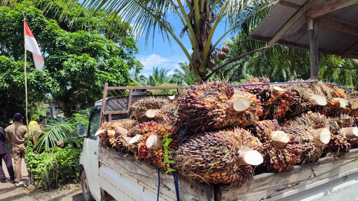 Harga Sawit di Paser Sempat Anjlok ke Rp1.800 per Kilogram