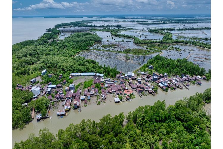 4 Tahun Paser Konsisten Tanam Mangrove