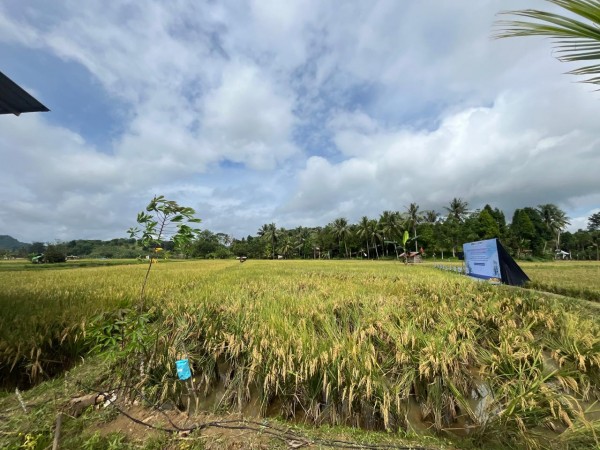 Produksi Padi Long Kali Tembus 10 Ribu Ton per Tahun, Berpotensi Perkuat Ketahanan Pangan Kaltim