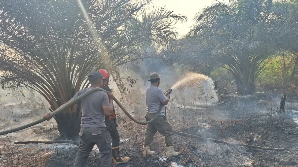 Tanah Grogot Catat 56 Karhutla, Pembakar Lahan Terancam Penjara hingga 15 Tahun